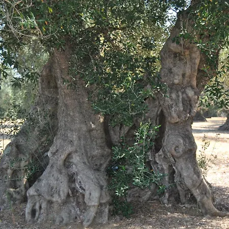 Messapia Oria (Brindisi)